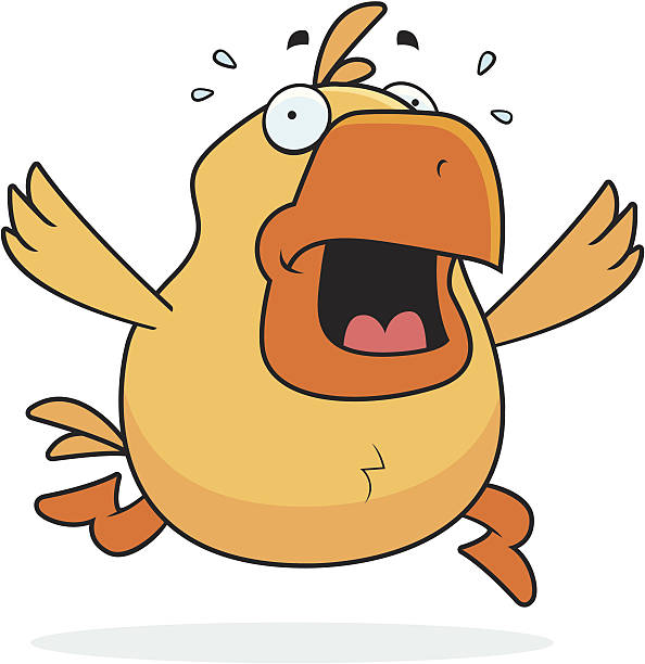 Scared Chicken Animation 500+ Scared Chicken Stock Illustrations, Royalty-Free Vector Graphics ...
