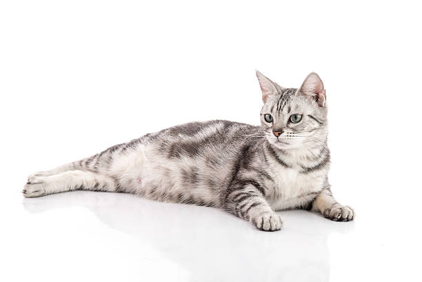 istock Pregnant American Shorthair cat lying 480619776