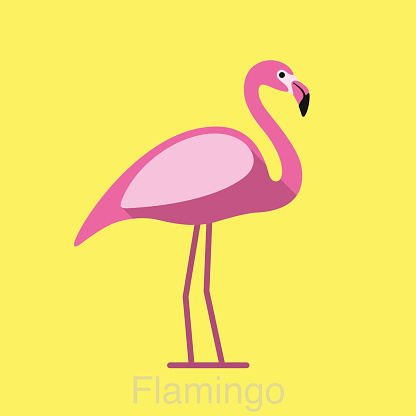 Beautiful flamingo bird series