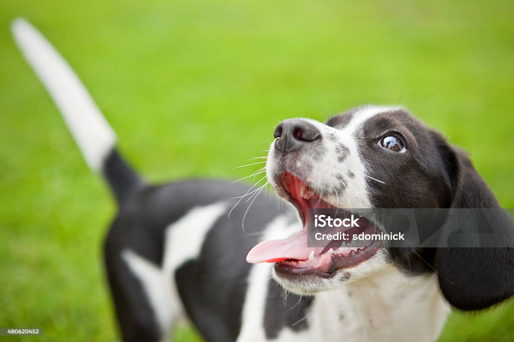 Chiot sourires - Photo de Chien libre de droits