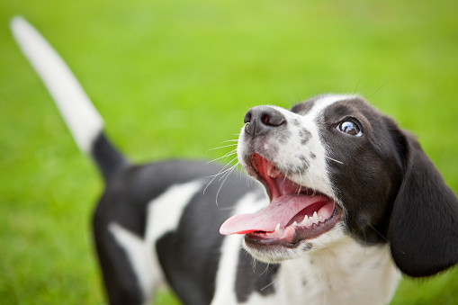 An adorable beagle/border collie mix puppy with his mouth wide open.