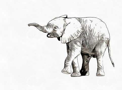 Pencil sketch funny cub elephant