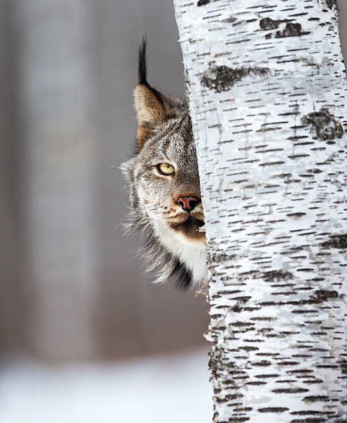 A Canadian lynx seen in wilderness, natural landscape with full face directly staring at camera in complete focus.