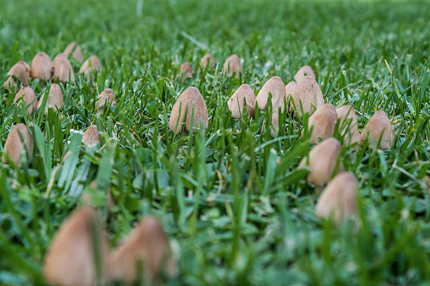 istock Ink cap mushrooms growing in garden lawn 480620770