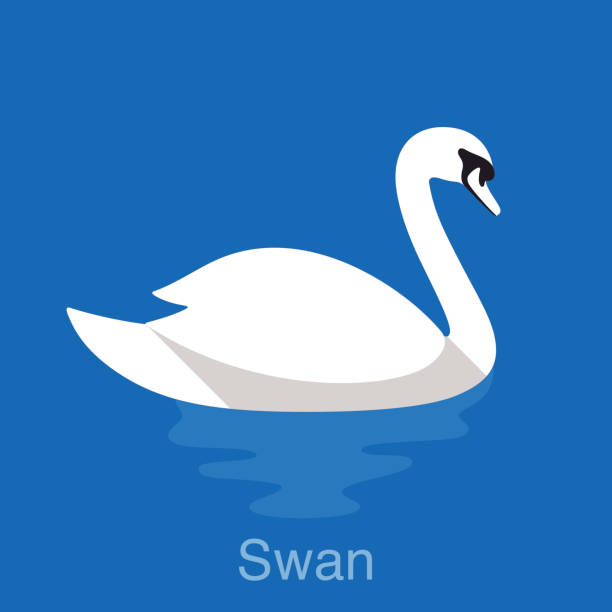illustrazioni stock, clip art, cartoni animati e icone di tendenza di bianco cigno nuotare nel lago, uccello series - cigno