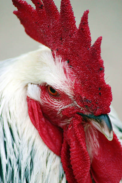 istock Male White Rooster Head Shot 480620856