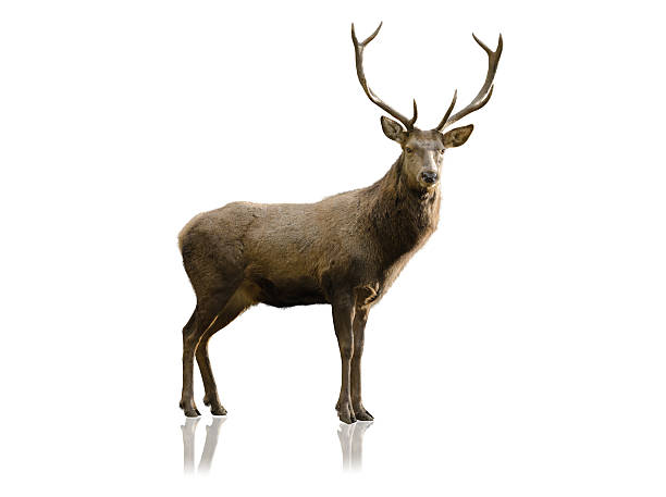 macho de red deer aislado en blanco - ciervo rojizo fotos fotografías e imágenes de stock