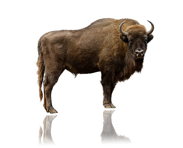 wisent/bisonte aislado en blanco - ganado salvaje fotografías e imágenes de stock