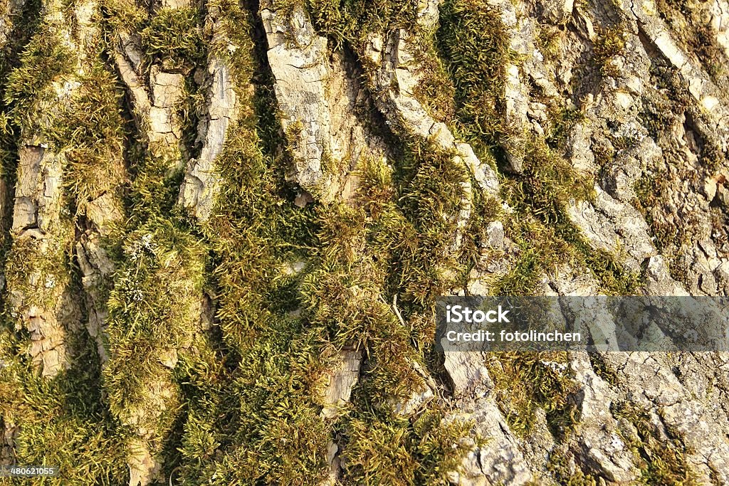 Tree trunk-natur Hintergrund - Lizenzfrei Baum Stock-Foto