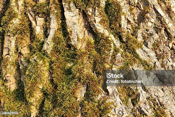 Tree Trunknatur Hintergrund Stockfoto und mehr Bilder von Baum - Baum, Baumrinde, Bildhintergrund