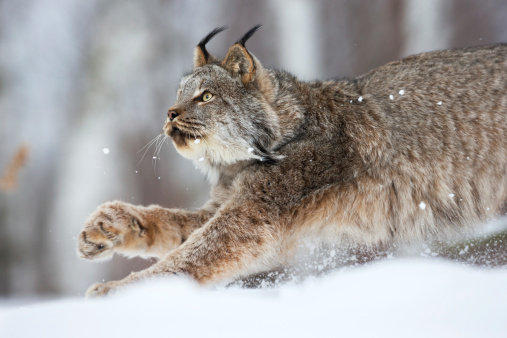 Wild cat Lynx in the nature forest habitat. Eurasian Lynx in the forest, hidden behind the tree . Lynx sitting in the grass. Cute lynx, wildlife scene from nature, Sweden. Cute wild cat in Europe.