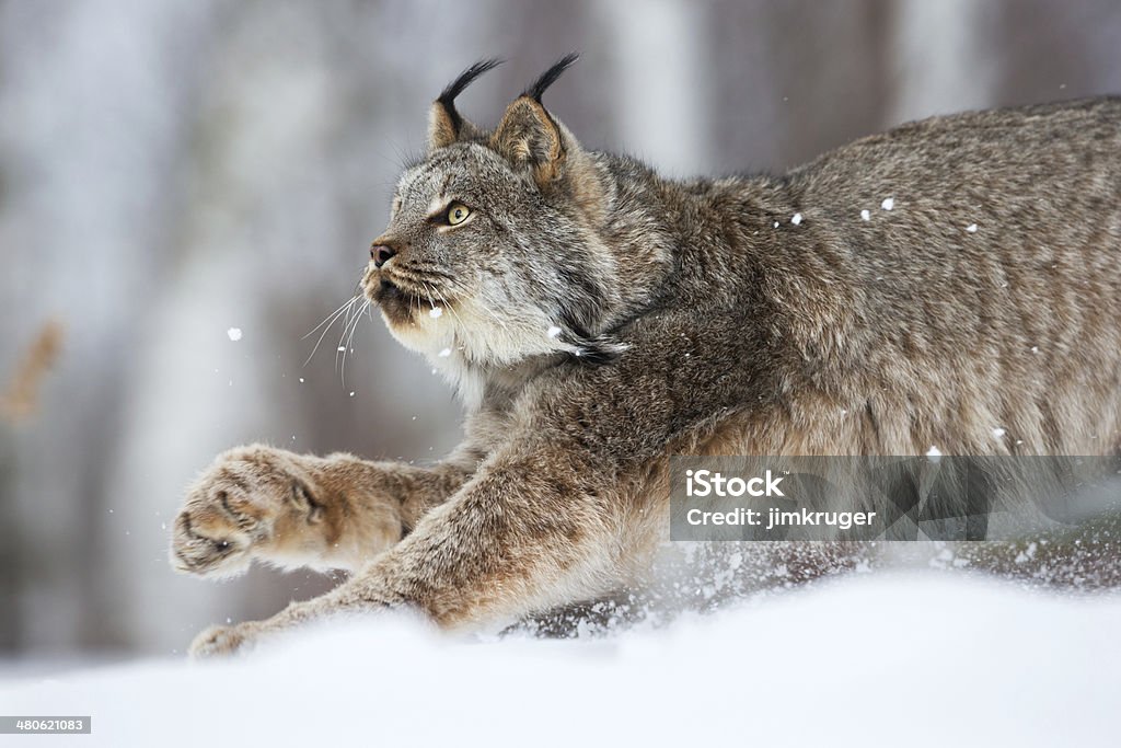 Lynx on the prowl. Canadian lynx on the prowl in Northern Minnesota wilderness. Canadian Lynx Stock Photo