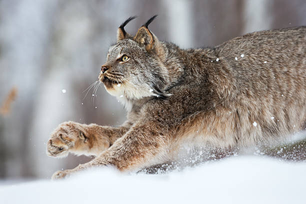 Lynx on the prowl. Canadian lynx on the prowl in Northern Minnesota wilderness. chasing photos stock pictures, royalty-free photos & images