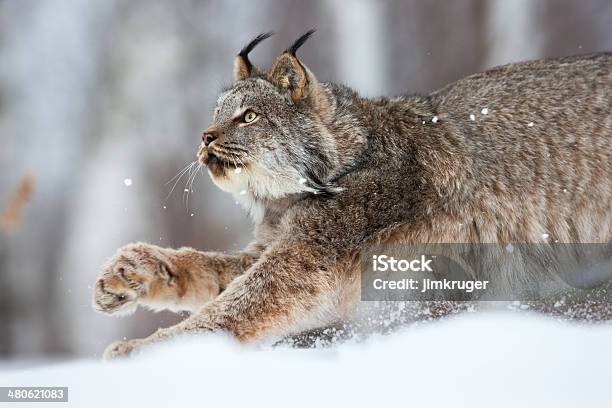 Lynx On The Prowl Stock Photo - Download Image Now - Canadian Lynx, Lynx, Bobcat