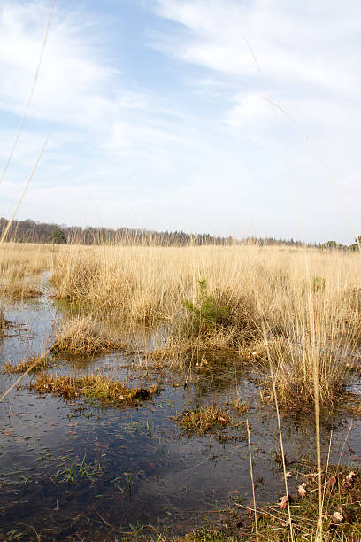 istock Dutch Landscapes : Fen, Grass and Trees at Leersumse Veld 480621511