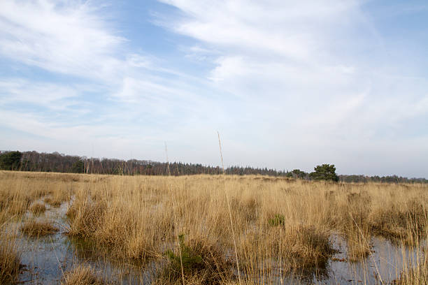 istock Dutch Landscapes : Fen, Grass and Trees at Leersumse Veld 480621517