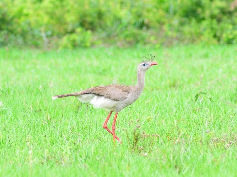 A Red-legged Seriema, Cariama cristata, walks through a pasture during the dry season in the Pantanal looking for bugs to eat.