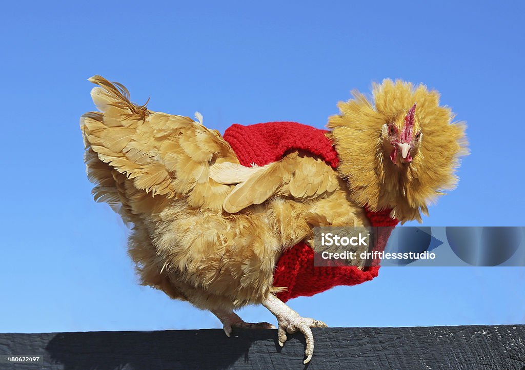 Buff Orpington backyard chicken wearing sweater This free range chicken is wearing a red sweater.  Animal Stock Photo