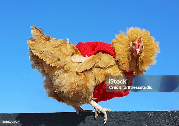 Buff Orpington Backyard Chicken Wearing Sweater Stock Photo - Download Image Now - Animal, Animal Behavior, Animal Themes