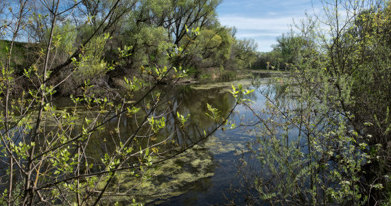 Lower Putah Creek, near Davis, Yolo County, California. Stitched multi-image panorama of riparian and aquatic vegetation in early spring.