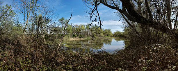 istock Riparian habitat on Putah Creek 480622657