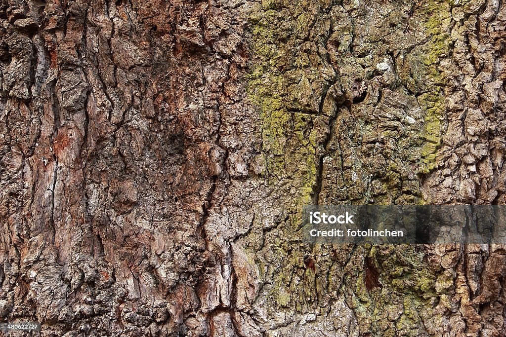 Tree trunk-natur Hintergrund - Lizenzfrei Baum Stock-Foto