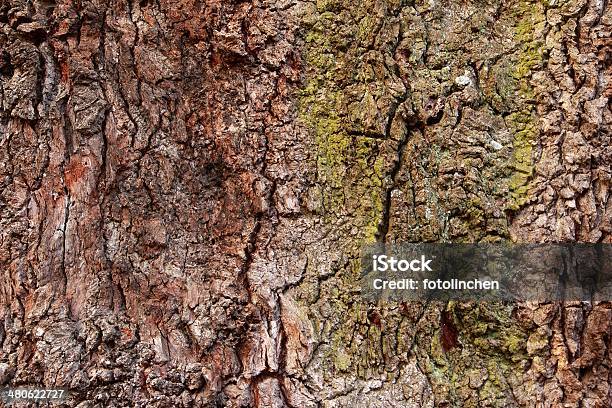 Tree Trunknatur Hintergrund Stockfoto und mehr Bilder von Baum - Baum, Baumrinde, Bildhintergrund