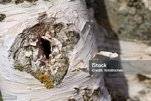 Tree Trunknatur Hintergrund Stockfoto und mehr Bilder von Baum - Baum, Baumrinde, Bildhintergrund