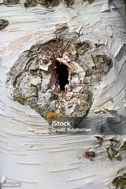 Tree Trunknatur Hintergrund Stockfoto und mehr Bilder von Baum - Baum, Baumrinde, Bildhintergrund