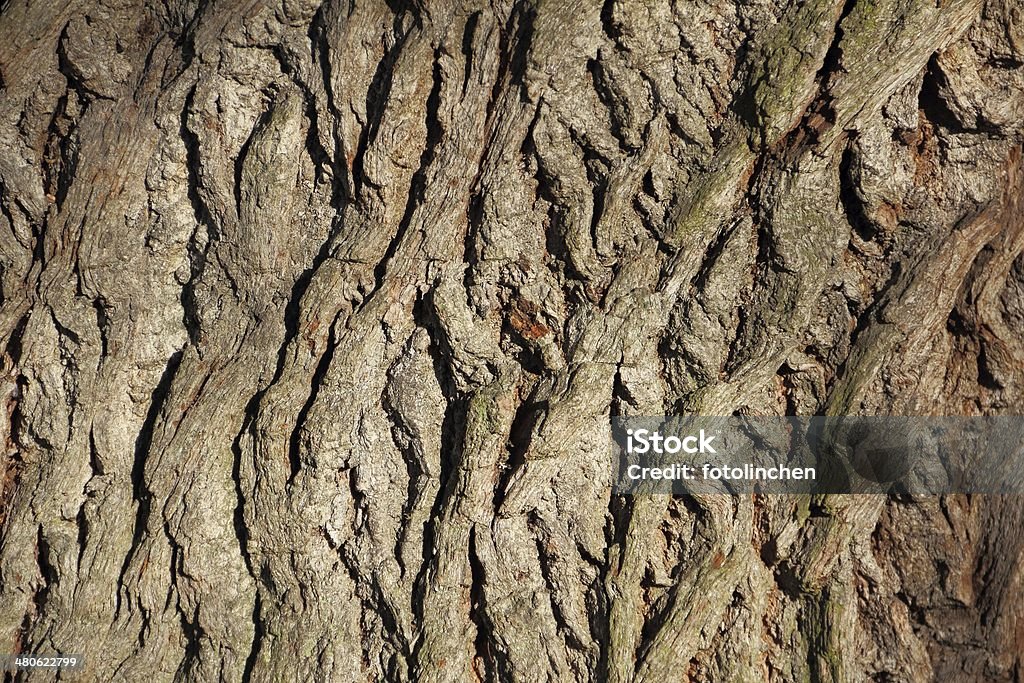 Tree trunk-natur Hintergrund - Lizenzfrei Baum Stock-Foto
