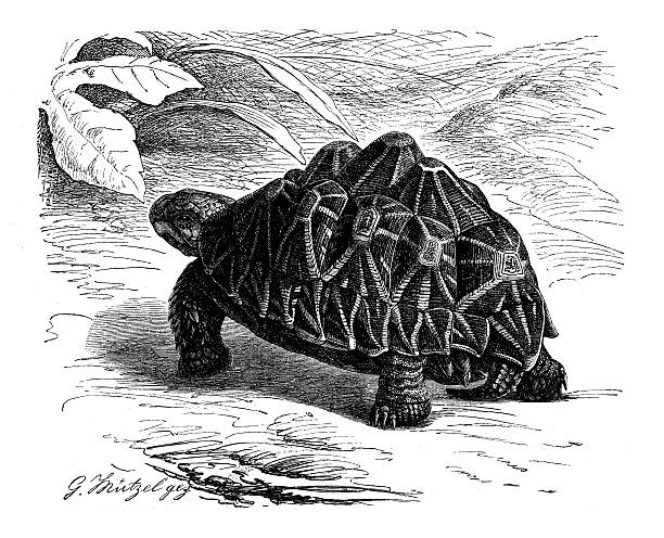 Antique illustration of Indian star tortoise (Geochelone elegans)