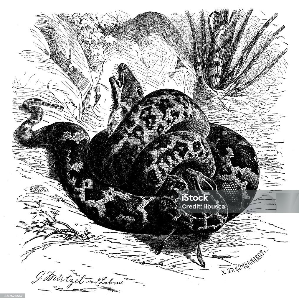 Antique illustration of Python molurus (Yellow burmese python) Art stock illustration