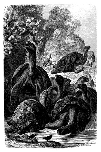 Antique illustration of Galapagos giant tortoise (Chelonoidis nigra)