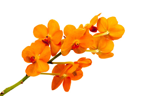 Orange Orchid on a white background.