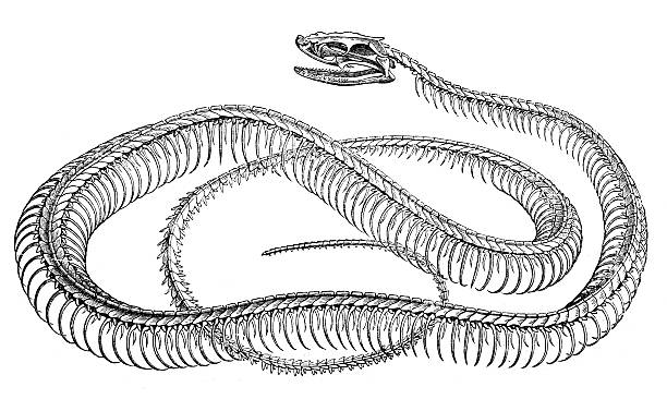 ilustrações de stock, clip art, desenhos animados e ícones de antiguidade ilustração de cobra skeleton - cobra engraving antique retro revival