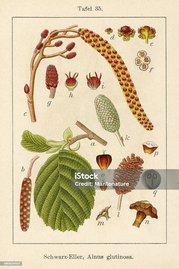 Antique Flower Illustration: Common Alder (Alnus glutinosa) Antique Flower Illustrations from Germany's Flora in Illustrations by Jacob Sturm, Johann Georg Sturm 18th Century stock illustration