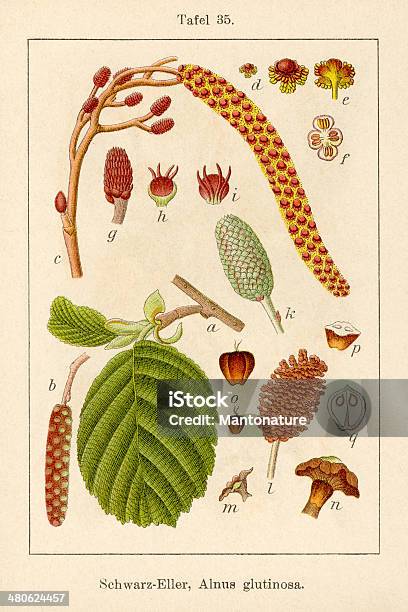 Antique Flower Illustration Common Alder Stock Illustration - Download Image Now