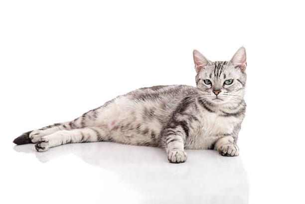 istock Pregnant American Shorthair cat lying 480624684