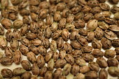 hybrid-cannabis-samen-nahaufnahme.jpg?b=1&s=170x170&k=20&c=w7x93TO3bXsvTDnTPoTOb7knZI1kevUa6goKOt_dYOo=