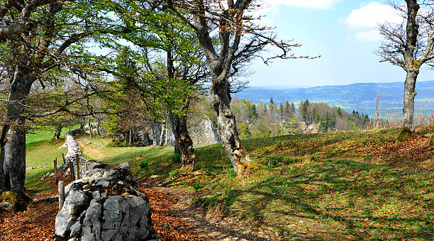 One typical trail in the Jura