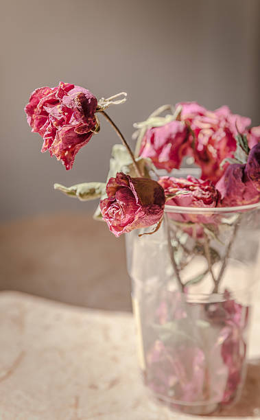 istock Withered rose in a vase - Vintage Style 480625104