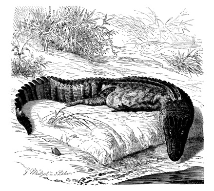 Antique illustration of American alligator (Alligator mississippiensis)