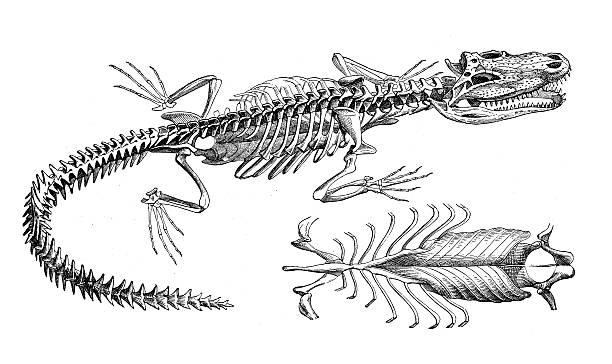 istock Antique illustration of crocodile skeleton 480627387