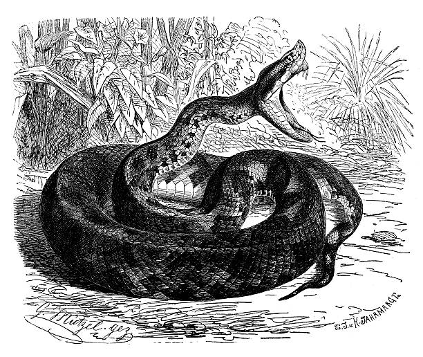 ilustrações de stock, clip art, desenhos animados e ícones de antiguidade ilustração de fer-de-lance, martinican de fosseta loreal (bothrops lanceolatus) - cobra engraving antique retro revival