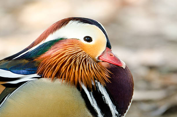 istock Mandarin Duck, Male. Los Angeles 480627453