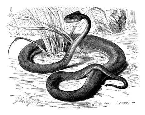 Antique illustration of bamboo viper or Indian tree viper (Trimeresurus gramineus)