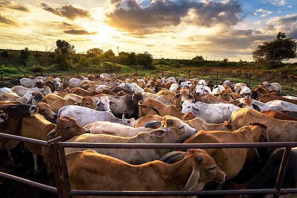 gruppo di mucca in cowshed con bellissimo tramonto paesaggio - stalla di mercato foto e immagini stock