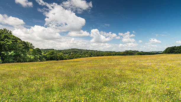 Summer meadow stock photo