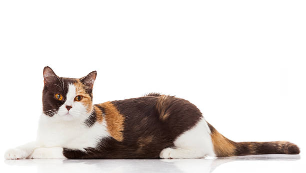 istock British shorthair cat on a white background. 480628180