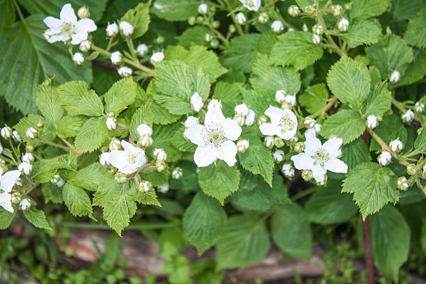 istock Rubus fruticosus, blackberry flower 480628580